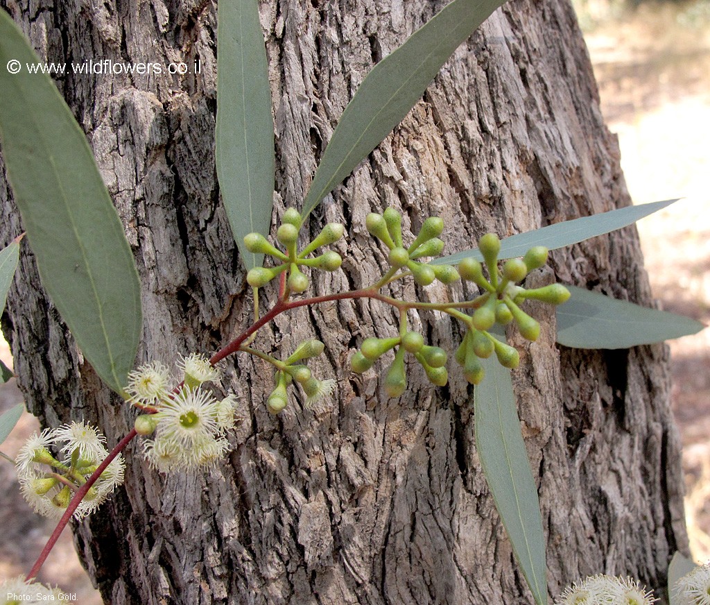 Eucalyptus conica